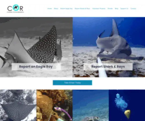 Cozumeloceanresearch.org(Spotted Eagle Ray) Screenshot