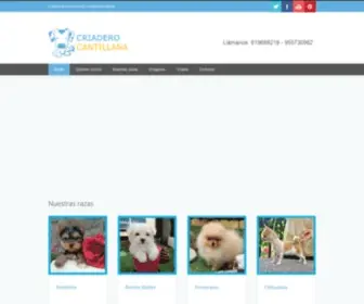 Criaderocantillana.com(Comprar perros toy y miniatura en Criadero Cantillana (Sevilla)) Screenshot