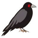 Crowadvice.com Favicon