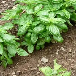 Cuisinenicoise.fr Favicon