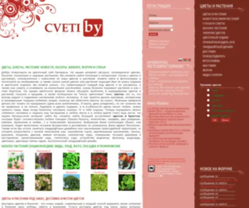 Cveti.by(цветы) Screenshot