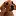 Dachshund-Talk.com Favicon