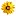 Daily-Flowers.ch Favicon