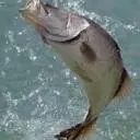 Daintreesaltwaterbarramundi.com.au Favicon