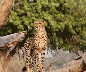 Davidfootsafaris.com(Private African Safaris) Screenshot