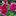 Dayflowers.ru Favicon