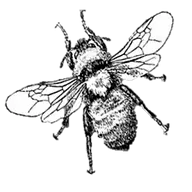 Dewandhoney.com Favicon