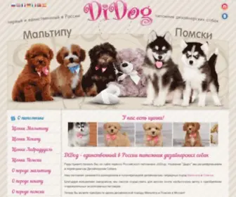 Didogs.ru(Щенки помски и мальтипу в Москве) Screenshot