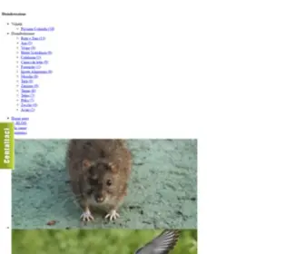 Disinfestazioneurgente.com(Disinfestazione derattizzazione allontanamento volatili) Screenshot