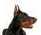 Dobermann.com Favicon