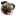 DougthepugStore.com Favicon