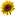 Driedfloralshop.com Favicon