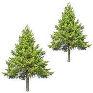Ebyspines.com Favicon