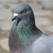 Ecobirds.it Favicon