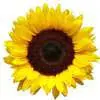Ericasunshinelee.com Favicon
