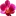 Everything-Orchids.com Favicon