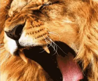 Exploreeastafrica.com(Explore East Africa) Screenshot