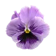 Fancy-Pansy.com Favicon