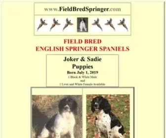 Fieldbredspringer.com(AnnJay's Field Bred Springer Spaniel Puppies) Screenshot