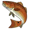 Fishsabine.com Favicon