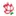 Fleurs-Breininger.lu Favicon