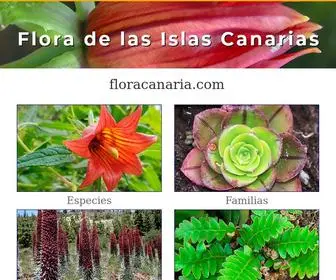 Floracanaria.com(Flora canaria. Flora y vegetación de las Islas Canarias) Screenshot