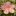 Florasilvestre.es Favicon