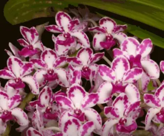 Flos.org(Fort Lauderdale Orchid Society) Screenshot