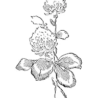 Flowerandvinedesign.com Logo