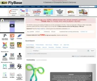 FLybase.org(Drosophila) Screenshot