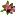 Frangiplants.com.au Favicon