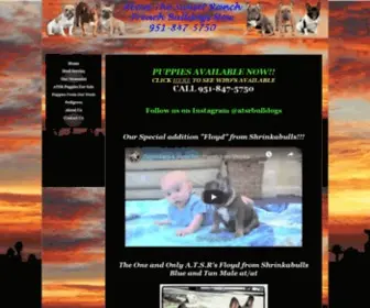 Frenchbulldogsnow.com(French Bulldogs NOW) Screenshot