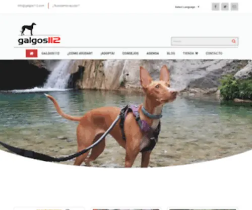 Galgos112.com(GalgosGalgos) Screenshot