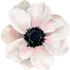 Gardengirlflowers.com Favicon