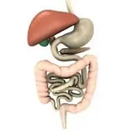 Gastrocochin.com Favicon
