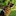 German-Shepherd.world Favicon