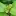 Golddustkratom.com Favicon