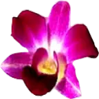 Gothaiorchid.com Favicon