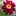 Gracepete.com Favicon