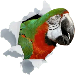 Growlybird.com Logo