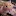 Hamstersauthority.com Favicon