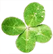 Hanumannursery.com Favicon