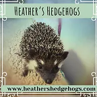 Heathershedgehogs.com Favicon