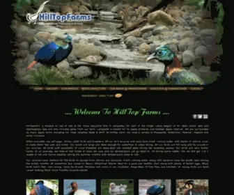 Hilltopfarmsny.com(Hilltop Farms has a collection of fascinating birds.Our breeds inc) Screenshot