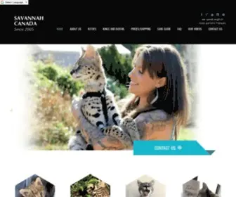 Hipnotikcats.com(Savannah Canada) Screenshot