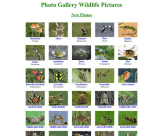 Hlasek.com(Wildlife Photo Gallery Birds Mammals Plants) Screenshot