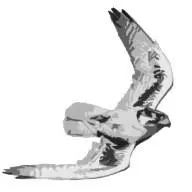 Hoodedtalons.co.uk Favicon