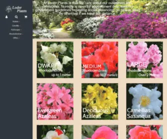 Hortic.com(Camellia Grove) Screenshot