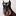 Hunde-Zone.de Favicon
