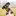 Hundeseng.biz Favicon